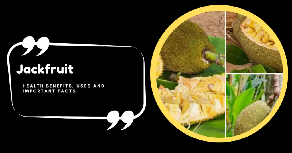 Jackfruit Unveiling the Health Benefits, Uses, and Important Facts