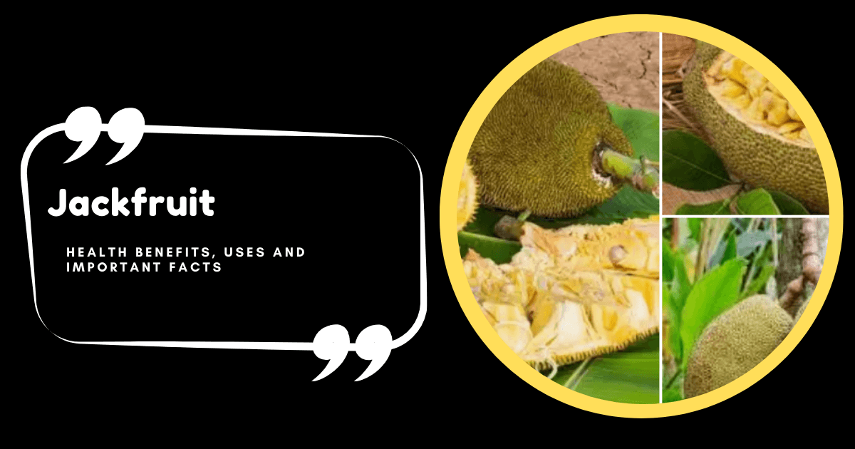 Jackfruit: Unveiling the Health Benefits, Uses, and Important Facts ...