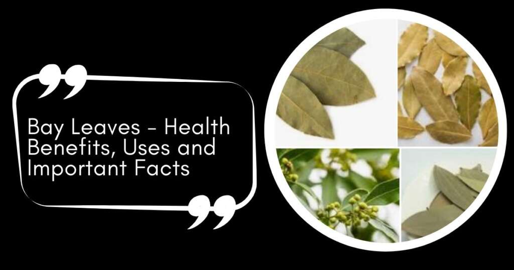 Bay Leaves - Health Benefits, Uses and Important Facts