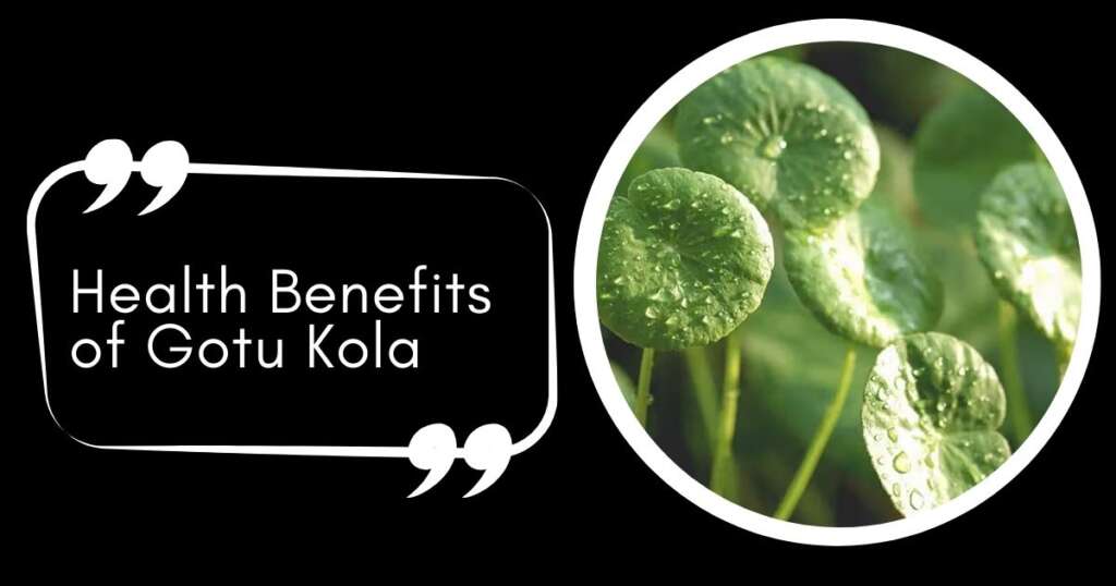 Health Benefits of Gotu Kola