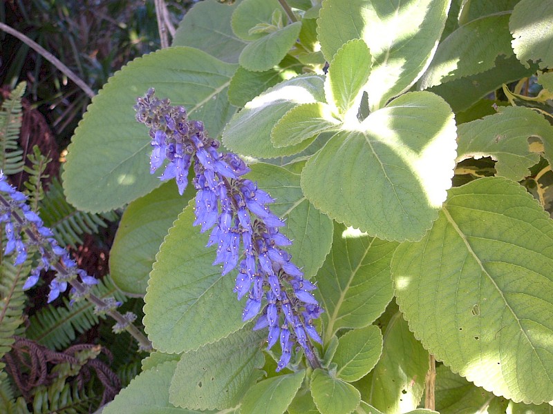 Plectranthus Cyaneus: A Natural Remedy for Better Health