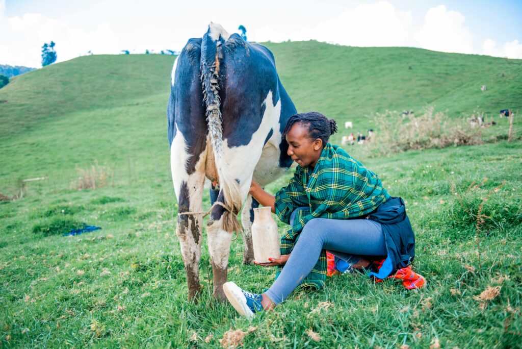 Whole Milk – Benefits, Uses, and Important Facts